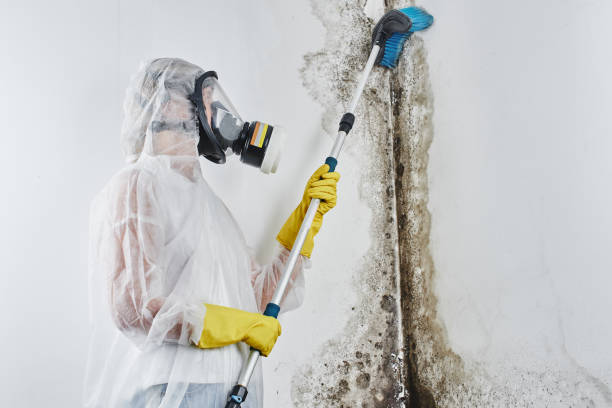Best Commercial Mold Removal  in Mayfair, CA