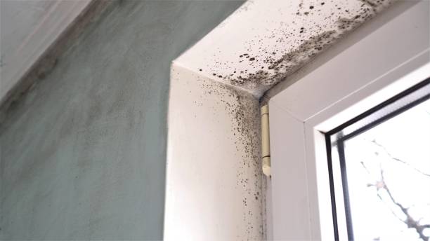 Best Home Mold Removal  in Mayfair, CA