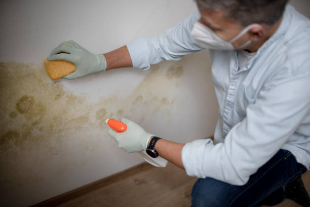 Best Mold Testing  in Mayfair, CA