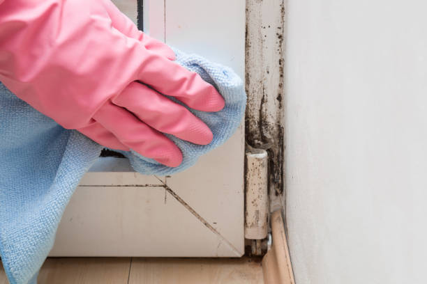 Best Fast Mold Removal  in Mayfair, CA